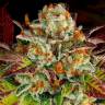  Семена конопли Mintz feminised Ganja Seeds купить
