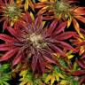  Семена конопли Mintz feminised Ganja Seeds в России