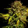 Семена конопли Mintz feminised Ganja Seeds с доставкой
