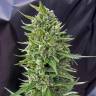 семена индийской конопли Northern Lights feminised