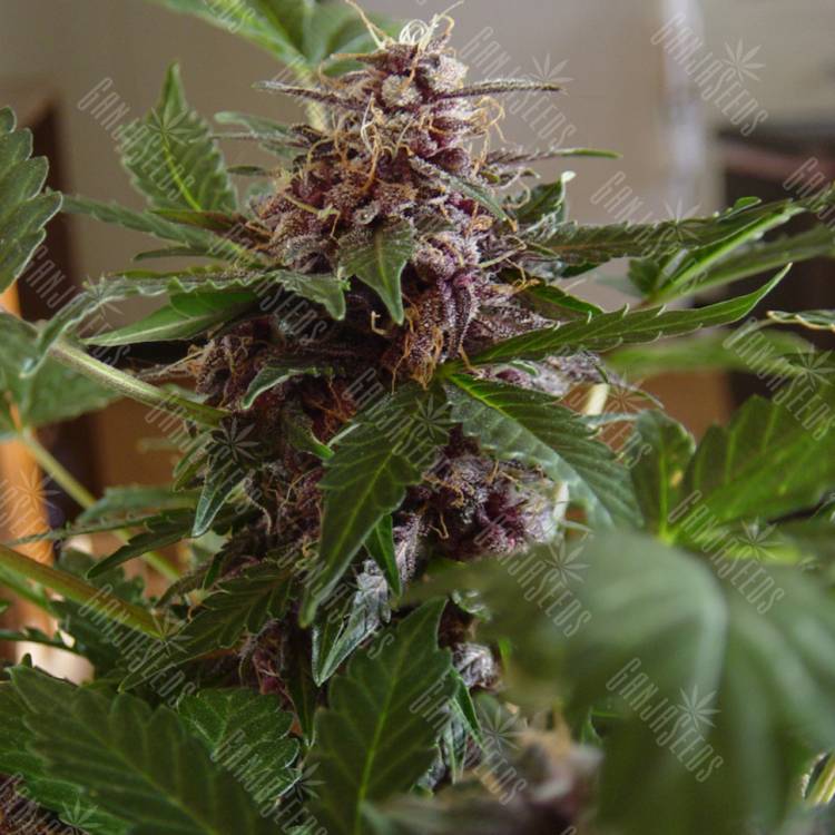 качественные семена конопли Purple Sunset feminised качественные семена конопли Purple Sunset feminised