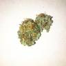 семена конопли f1 в оригинальной упаковке Kalichakra regular Mandala Seeds