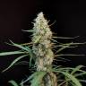 семена конопли в рф Jack Herer CBD feminised