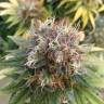 заказать на сайте семена конопли BubbleGummer feminised Female Seeds