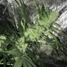 семена конопли автоцвет Auto Kritic feminised Kannabia Seeds семена конопли автоцвет Auto Kritic feminised Kannabia Seeds