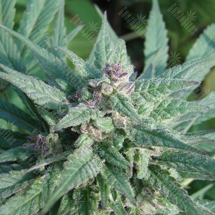 семена конопли курьером Serious 6 feminised Serious Seeds