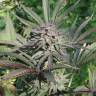 заказ семян конопли Спб Serious 6 feminised Serious Seeds