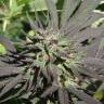 семена конопли Россия Serious 6 feminised Serious Seeds