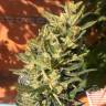 Семена каннабиса Auto Colorado Cookies feminised GanjaLiveSeeds