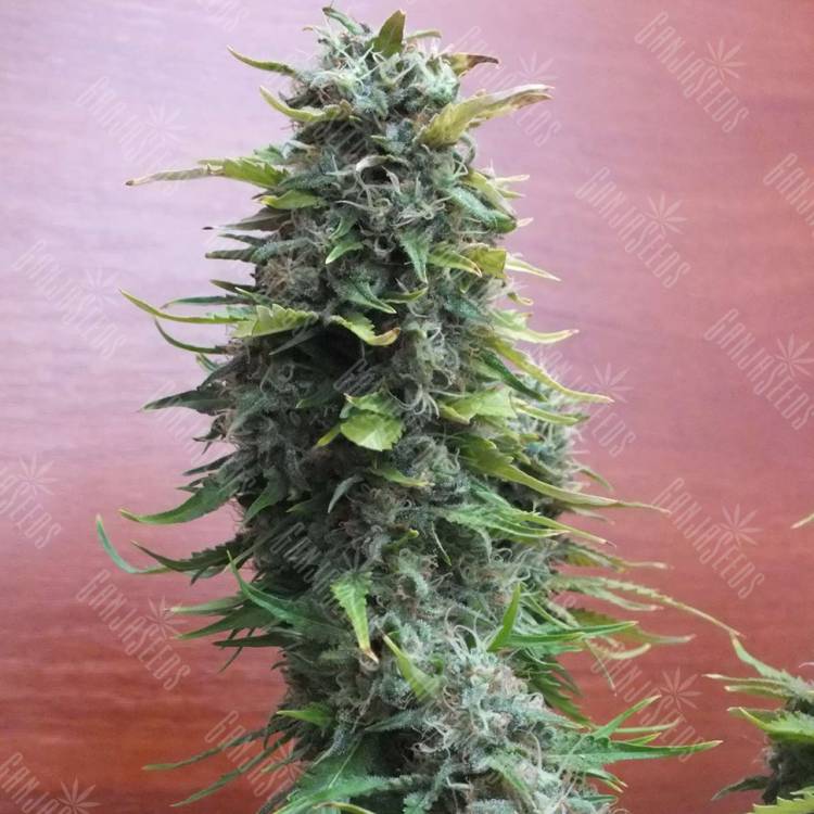 где заказать семена конопли Top Skunk 44 regular
