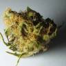 заказать качественные семена конопли Top Skunk 44 regular