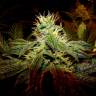 семена конопли гидропоники Black Domina x G13 feminised семена конопли гидропоники Black Domina x G13 feminised