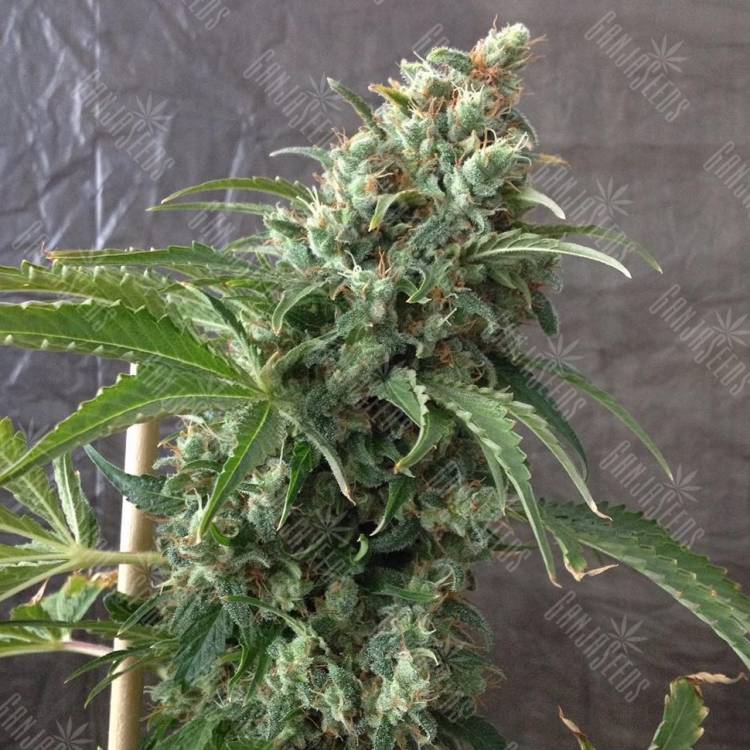 семена сортовой конопли Krystalica regular Mandala Seeds семена сортовой конопли Krystalica regular Mandala Seeds