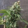 семена сортовой конопли Krystalica regular Mandala Seeds семена сортовой конопли Krystalica regular Mandala Seeds