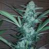 семена конопли аутдор Auto Exodus Cheese CBD feminised