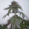 Purps #1 feminised Dinafem Seeds