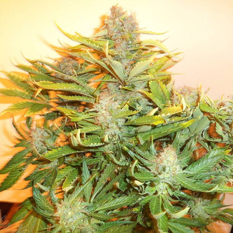 семена конопли феминизированные Auto Kuyrdak feminised Bang Seeds