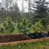 семена конопли для выращивания Original Afghani1 regular Ganja Seeds