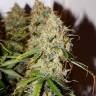 семена конопли для посадки купить Autoflower USA Mix feminised Dutch Passion Seeds