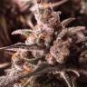 семена конопли курьером Autoflower USA Mix feminised Dutch Passion Seeds