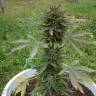 семена конопли f1 в оригинальной упаковке Auto Kickass feminised Kannabia Seeds