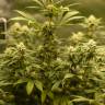 семена конопли курьером Fruity Jack (Jack El Frutero) feminised Philosopher Seeds