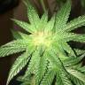 семена конопли феминизированные Kosher Kush feminised Reserva Privada