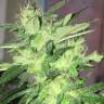 качественные семена конопли Kosher Kush feminised Reserva Privada