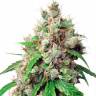 Семена марихуаны Auto Euforia feminised GanjaLiveSeeds