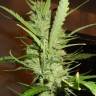 семена конопли f1 в оригинальной упаковке Super Lemon Haze feminised