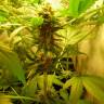 семена конопли наложенным платежом Mandala #1 regular Mandala Seeds