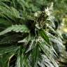 семена конопли аутдор Pandora regular Ganja Seeds