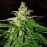 семена конопли гидропоники Pandora regular Ganja Seeds