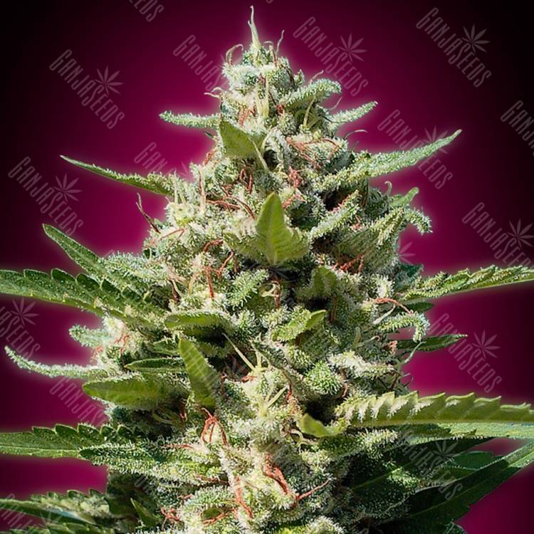 семена конопли аутдор White Kush feminised Advanced Seeds семена конопли аутдор White Kush feminised Advanced Seeds