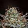 семена каннабиса Bubba Kush CBD feminised Dinafem Seeds
