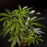 семена конопли аутдор Guava Berry Kush (Guayita) feminised Philosopher Seeds
