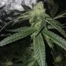 заказ семян конопли Москва OG Kush feminised Reserva Privada