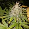 семена конопли марихуаны Strawberry AKeil feminised Serious Seeds