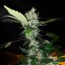 семена конопли элитных сортов Strawberry AKeil feminised Serious Seeds