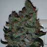 семена конопли аутдор Strawberry AKeil feminised Serious Seeds