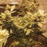 семена конопли в интернете Strawberry AKeil feminised Serious Seeds