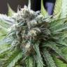 мощные семена конопли Super Critical Kali Haze feminised