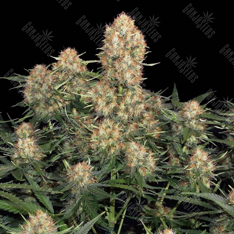 как выращивать коноплю Original Skunk #1 feminised