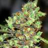 сканковые сорта конопли Original Skunk #1 feminised