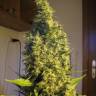 семена конопли почтой Point of No Return regular Mandala Seeds