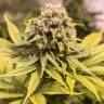 качественные семена конопли цбд сортов Critical Mass CBD feminised Dinafem Seeds