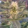 семена конопли курьером Critical Sour feminised Female Seeds
