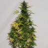 заказать на сайте семена конопли Auto Speedy Boom feminised Kannabia Seeds