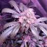 хорошие семена конопли Snow White feminised Nirvana Seeds