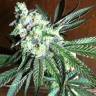 где заказать семена конопли Purple OG #18 feminised Reserva Privada где заказать семена конопли Purple OG #18 feminised Reserva Privada